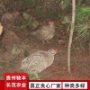 野雞珍禽和家禽養(yǎng)殖養(yǎng)殖基地品種多樣獨(dú)特養(yǎng)殖方案