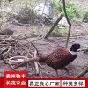野雞珍禽和家禽養(yǎng)殖養(yǎng)殖基地品種多樣獨(dú)特養(yǎng)殖方案