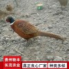 野雞珍禽和家禽養(yǎng)殖養(yǎng)殖基地哪里有雞苗批發(fā)