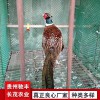野雞珍禽和家禽養(yǎng)殖養(yǎng)殖基地哪里有雞苗批發(fā)