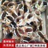 野雞珍禽和家禽養(yǎng)殖養(yǎng)殖基地哪里有雞苗批發(fā)