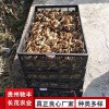 野雞珍禽和家禽養(yǎng)殖養(yǎng)殖基地哪里有雞苗批發(fā)