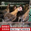 野雞珍禽和家禽養(yǎng)殖養(yǎng)殖基地哪里有雞苗批發(fā)