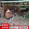 野雞珍禽和家禽養(yǎng)殖養(yǎng)殖基地哪里有雞苗批發(fā)