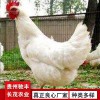 蛋雞珍禽和家禽養(yǎng)殖養(yǎng)殖基地哪里有雞苗批發(fā)