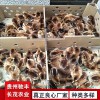 毛血土雞珍禽和家禽養(yǎng)殖養(yǎng)殖基地哪里有雞苗批發(fā)