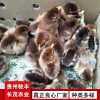 毛血土雞珍禽和家禽養(yǎng)殖養(yǎng)殖基地哪里有雞苗批發(fā)