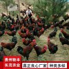 毛血土雞珍禽和家禽養(yǎng)殖養(yǎng)殖基地哪里有雞苗批發(fā)
