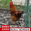 黃埔肉雞珍禽和家禽養(yǎng)殖養(yǎng)殖基地哪里有雞苗批發(fā)