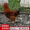 黃埔肉雞珍禽和家禽養(yǎng)殖養(yǎng)殖基地哪里有雞苗批發(fā)