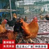 黃埔肉雞珍禽和家禽養(yǎng)殖養(yǎng)殖基地哪里有雞苗批發(fā)
