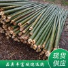 毛竹 （規格可定制）品類多樣