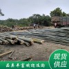 毛竹 （規格可定制）品類多樣