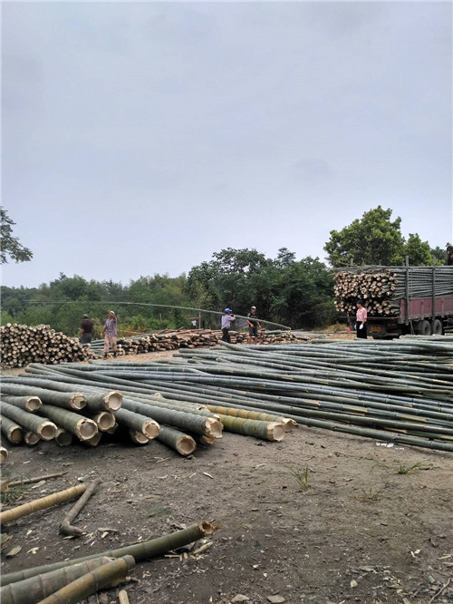 毛竹（規(guī)格可定制）