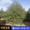 白皮松，白皮松小苗，藍田白皮松