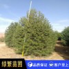 白皮松，白皮松小苗，藍田白皮松
