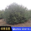 白皮松，白皮松小苗，藍田白皮松