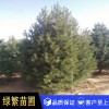 白皮松 白皮松小苗 藍田白皮松量大從優