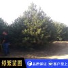 白皮松，白皮松小苗，藍田白皮松廠家直銷