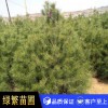 白皮松，白皮松小苗 藍田 白皮松