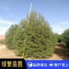 白皮松，白皮松小苗 藍田 白皮松
