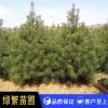 白皮松，白皮松小苗 藍田 白皮松