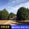 白皮松，白皮松小苗 藍田 白皮松