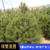 白皮松廠家直銷白皮松小苗 藍田 白皮松  歡迎選購
