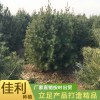 一米五白皮松廠家