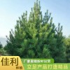 一米五白皮松廠家