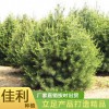 二米五白皮松廠家直銷