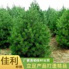三米白皮松廠家直銷