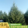 四米白皮松廠家直銷