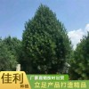 五米白皮松廠家直銷