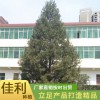 五米白皮松廠家直銷
