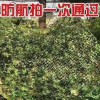 叢林偽裝網防航拍偽裝網迷彩網廠家