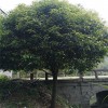 58公分高分枝丹桂 高分枝丹桂苗木 景觀高分枝丹桂樹 芳廷園林丹桂樹