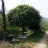 58公分高分枝丹桂 造型高分枝丹桂價格 園林綠化景觀樹 芳廷園林丹桂樹