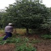 25公分低分枝丹桂 低分枝丹桂報價 造型低分枝丹桂 芳廷園林