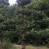 造型羅漢松 芳廷園林