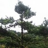 造型羅漢松 芳廷園林