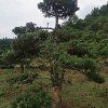 造型羅漢松 芳廷園林