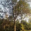麗錦苗木 杜英秒批發價格 8-20公分杜英價格 綠地園林綠化杜英景觀樹 規格齊全