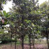 麗錦苗木 廣玉蘭批發 18公分廣玉蘭價格 抗寒廣玉蘭 廣玉蘭樹價格