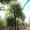 供應綠化工程落葉大喬木 樸樹 樸樹苗 樸樹價格 樸樹基地 大型樸樹移栽樸樹
