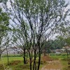 供應綠化工程落葉大喬木 樸樹 樸樹苗 樸樹價格 樸樹基地 大型樸樹移栽樸樹