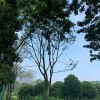 供應綠化工程落葉大喬木 樸樹 樸樹苗 樸樹價格 樸樹基地 大型樸樹移栽樸樹