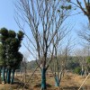 20-50公分移栽樸樹 移栽樸樹價格 樸樹苗 麗錦園林樸樹苗 移栽樸樹