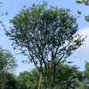 20-40公分移栽樸樹 大骨架移栽樸樹價格 樸樹苗 麗錦園林樸樹苗 移栽樸樹