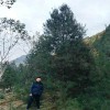 1.5米白皮松_白皮松苗木_陜西鈺尚白皮松批發廠家